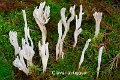 Clavulina rugosa-amf419-1